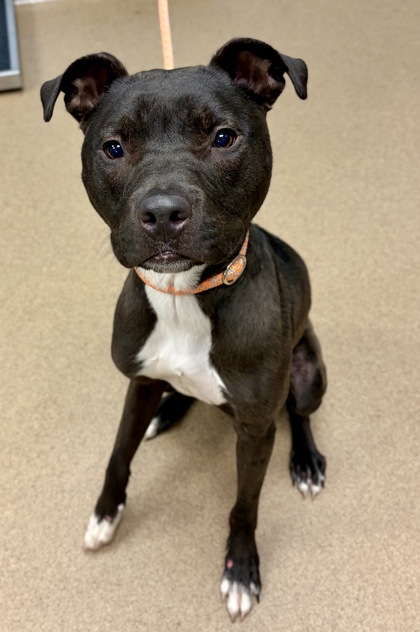 Shelter Stray Male Dog last seen Near Tarian Dr, 30034, GA, 3280 Chamblee Dunwoody Rd, Chamblee, GA 30341, USA