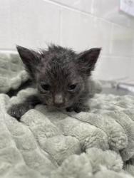 Shelter Stray Male Cat last seen Near McCulloh St, 21217, MD, 2490 Giles Rd, Baltimore, MD 21225, USA