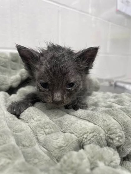 Shelter Stray Male Cat last seen Near McCulloh St, 21217, MD, 2490 Giles Rd, Baltimore, MD 21225, USA
