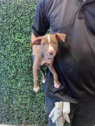 Shelter Stray Female Dog last seen Near New York, CITY of El Paso, TX, 5001 Fred Wilson Ave, El Paso, TX 79906, USA