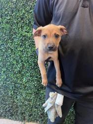 Shelter Stray Male Dog last seen Near New York, CITY of El Paso, TX, 5001 Fred Wilson Ave, El Paso, TX 79906, USA