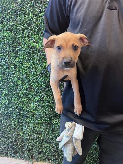 Shelter Stray Male Dog last seen Near New York, CITY of El Paso, TX, 5001 Fred Wilson Ave, El Paso, TX 79906, USA