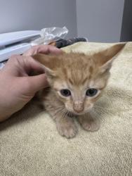 Shelter Stray Male Cat last seen Near Buena Vista Rd, San Joaquin County, CA, 6201 Florin Perkins Rd, Sacramento, CA 95828, USA
