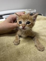 Shelter Stray Male Cat last seen Near Buena Vista Rd, San Joaquin County, CA, 6201 Florin Perkins Rd, Sacramento, CA 95828, USA