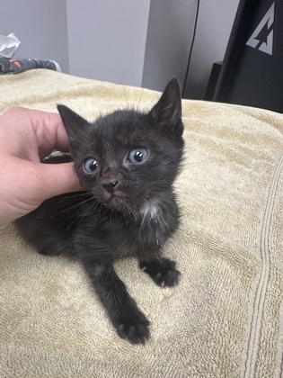 Shelter Stray Male Cat last seen Near Buena Vista Rd, San Joaquin County, CA, 6201 Florin Perkins Rd, Sacramento, CA 95828, USA