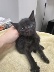 Shelter Stray Male Cat last seen Near Buena Vista Rd, San Joaquin County, CA, 6201 Florin Perkins Rd, Sacramento, CA 95828, USA