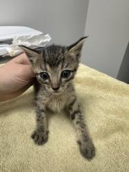 Shelter Stray Female Cat last seen Near Buena Vista Rd, San Joaquin County, CA, 6201 Florin Perkins Rd, Sacramento, CA 95828, USA