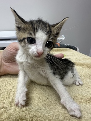 Shelter Stray Female Cat last seen Near Buena Vista Rd, San Joaquin County, CA, 6201 Florin Perkins Rd, Sacramento, CA 95828, USA