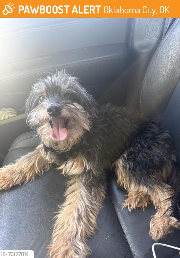 Found/Stray Female Dog last seen Council and nw 63rd, Oklahoma City, OK 73132