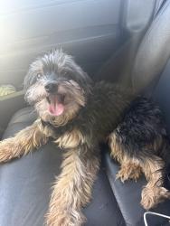 Found/Stray Female Dog last seen Council and nw 63rd, Oklahoma City, OK 73132