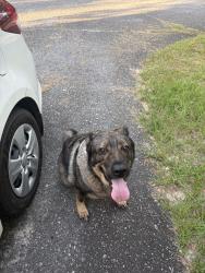 Found/Stray Female Dog last seen Found roaming around my neighborhood very sweet older dog, Macon, GA 31211