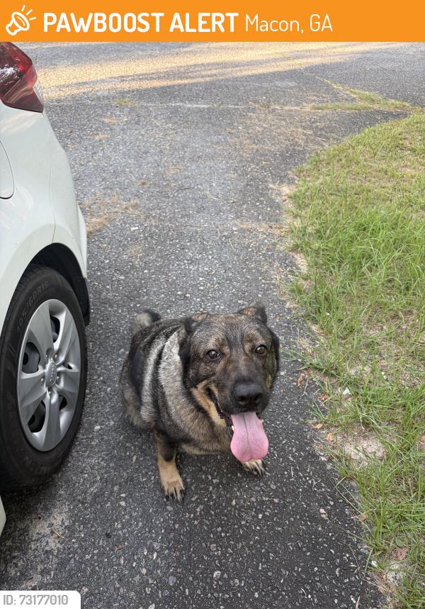 Found/Stray Female Dog last seen Found roaming around my neighborhood very sweet older dog, Macon, GA 31211