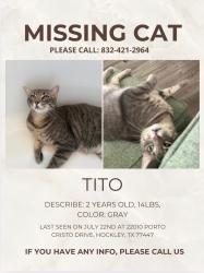 Reunited Male Cat last seen HWY 290, Harris County, TX 77377