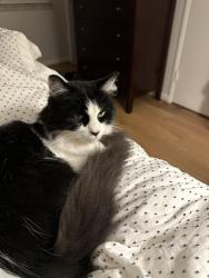 Reunited Female Cat last seen Hiddenbrook & Milikens Bend, Herndon, VA 20170