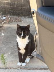 Lost Male Cat last seen Near Todd’s lane, Hampton, VA 23666