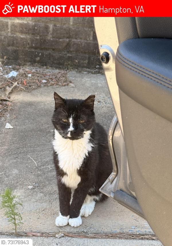 Lost Male Cat last seen Near Todd’s lane, Hampton, VA 23666