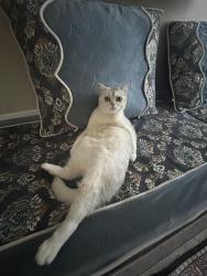 Lost Male Cat last seen Near Big cloud way, Antelope, CA 95843