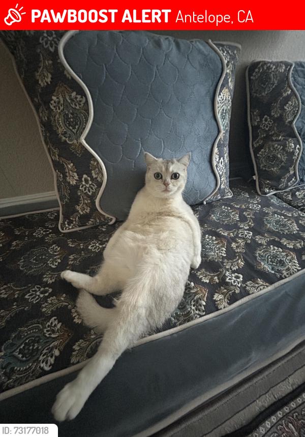Lost Male Cat last seen Near Big cloud way, Antelope, CA 95843