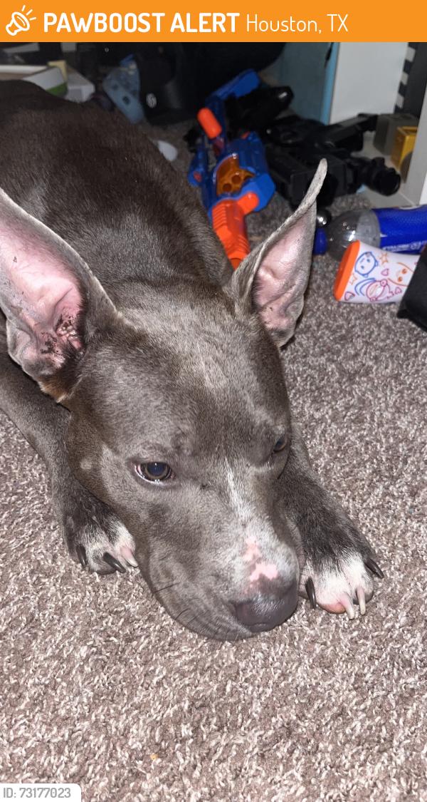 Found/Stray Female Dog last seen Bear Creek Park, Houston, TX 77084