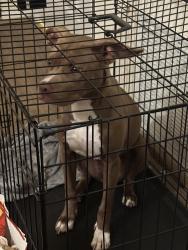 Found/Stray Female Dog last seen Broadway and 9th, Los Angeles, CA 90015