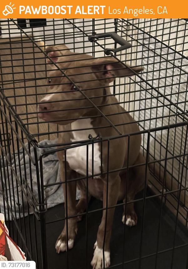 Found/Stray Female Dog last seen Broadway and 9th, Los Angeles, CA 90015