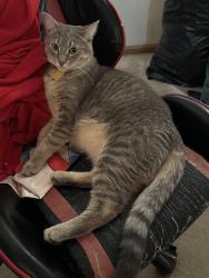 Reunited Male Cat last seen Caton farm and drauden rd near fire station and bank by dialysis center, Plainfield, IL 60586