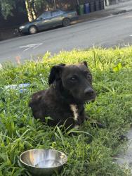 Found/Stray Unknown Dog last seen Undercliff & Sedgwick, The Bronx, NY 10453