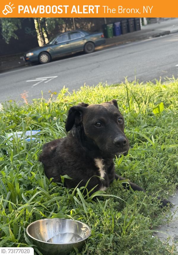 Found/Stray Unknown Dog last seen Undercliff & Sedgwick, The Bronx, NY 10453