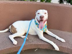 Shelter Stray Male Dog last seen Moshulu Parkway N, BRONX, NY, 10467, 326 E 110th St, New York, NY 10029, USA