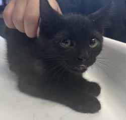 Shelter Stray Male Cat last seen Near W 5215 S, Kearns Township, UT, 84118, 511 W 3900 S, Salt Lake City, UT 84123, USA