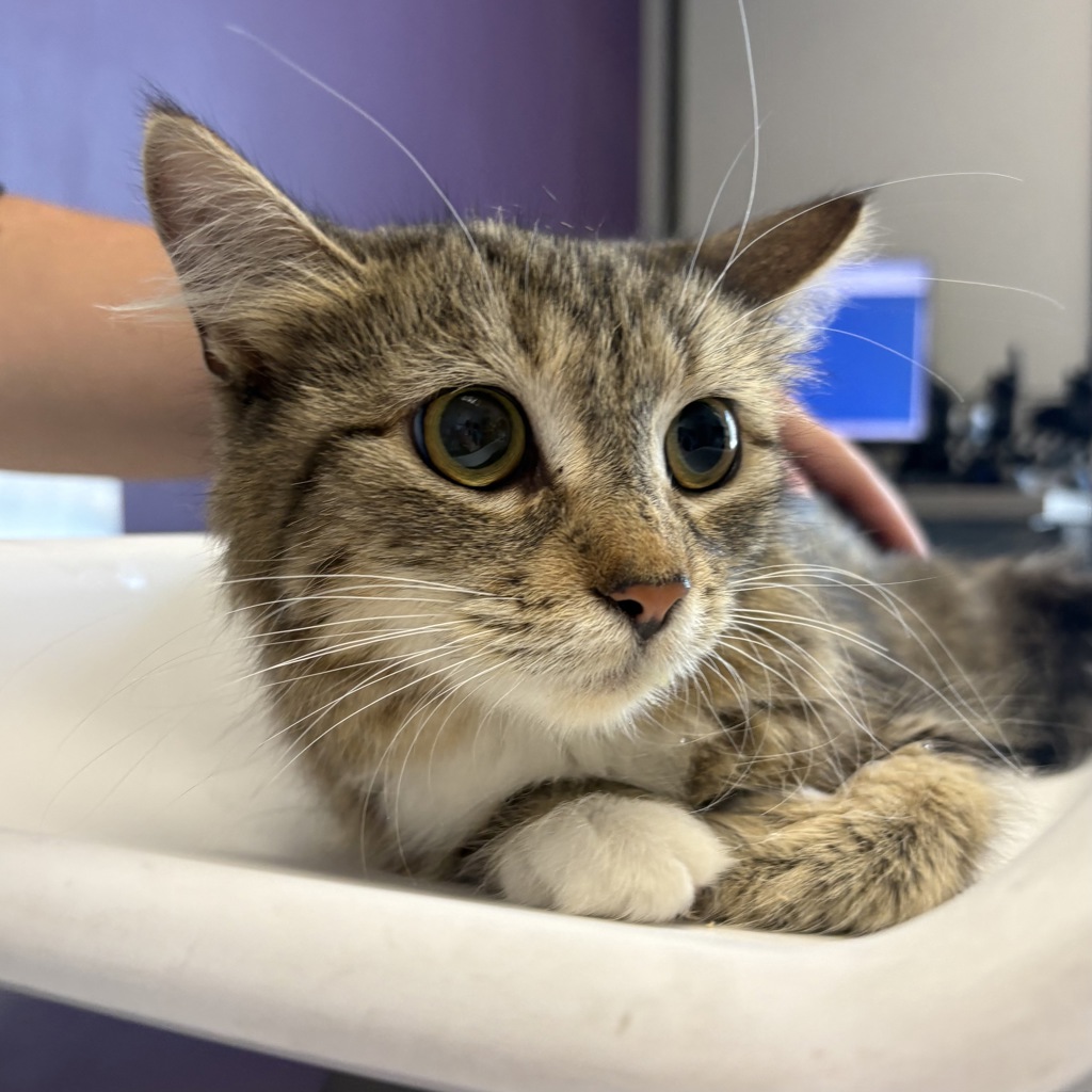 Shelter Stray Female Cat last seen Near W Indiana Avenue, SALT LAKE CITY, UT, 84104, 511 W 3900 S, Salt Lake City, UT 84123, USA