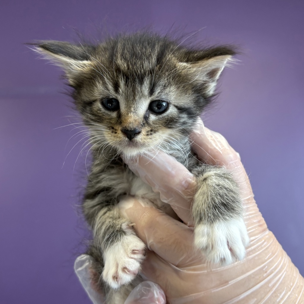 Shelter Stray Female Cat last seen Near W Indiana Avenue, SALT LAKE CITY, UT, 84104, 511 W 3900 S, Salt Lake City, UT 84123, USA