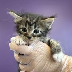 Shelter Stray Male Cat last seen Near W Indiana Avenue, SALT LAKE CITY, UT, 84104, 511 W 3900 S, Salt Lake City, UT 84123, USA