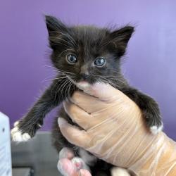 Shelter Stray Male Cat last seen Near W Indiana Avenue, SALT LAKE CITY, UT, 84104, 511 W 3900 S, Salt Lake City, UT 84123, USA