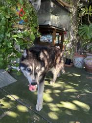 Found/Stray Unknown Dog last seen Hubbard street, Los Angeles, CA 90022