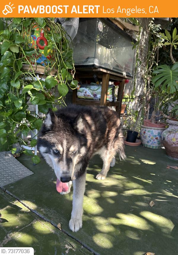 Found/Stray Unknown Dog last seen Hubbard street, Los Angeles, CA 90022