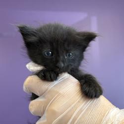 Shelter Stray Male Cat last seen Near W Indiana Avenue, SALT LAKE CITY, UT, 84104, 511 W 3900 S, Salt Lake City, UT 84123, USA