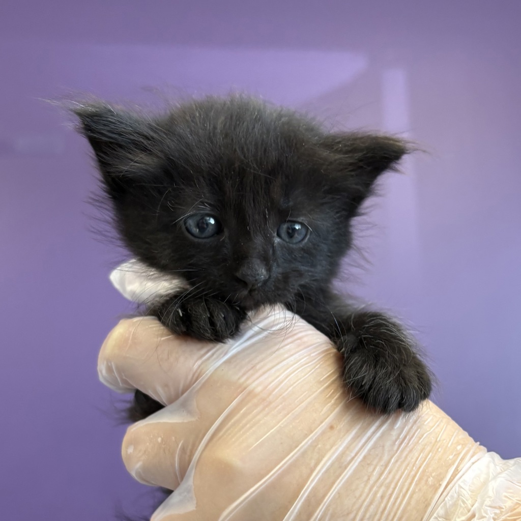 Shelter Stray Male Cat last seen Near W Indiana Avenue, SALT LAKE CITY, UT, 84104, 511 W 3900 S, Salt Lake City, UT 84123, USA