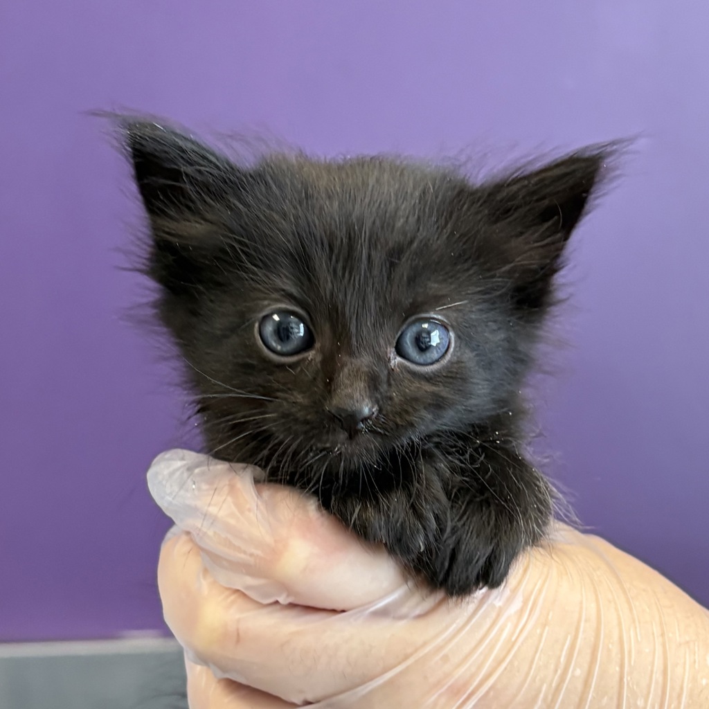 Shelter Stray Male Cat last seen Near W Indiana Avenue, SALT LAKE CITY, UT, 84104, 511 W 3900 S, Salt Lake City, UT 84123, USA