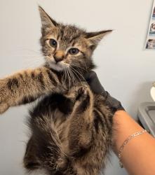 Shelter Stray Male Cat last seen Near Castana Street, San Diego, CA, 92114, 5500 Gaines St, San Diego, CA 92110, USA