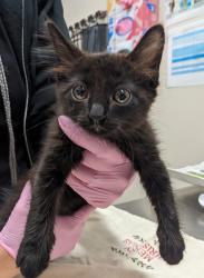 Shelter Stray Female Cat last seen Fletcher Park Way, La Mesa, CA, 91941, El Cajon, CA 92020, USA