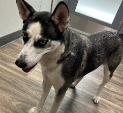 Shelter Stray Female Dog last seen Lockford Avenue, San Diego, CA, 92139, 5500 Gaines St, San Diego, CA 92110, USA