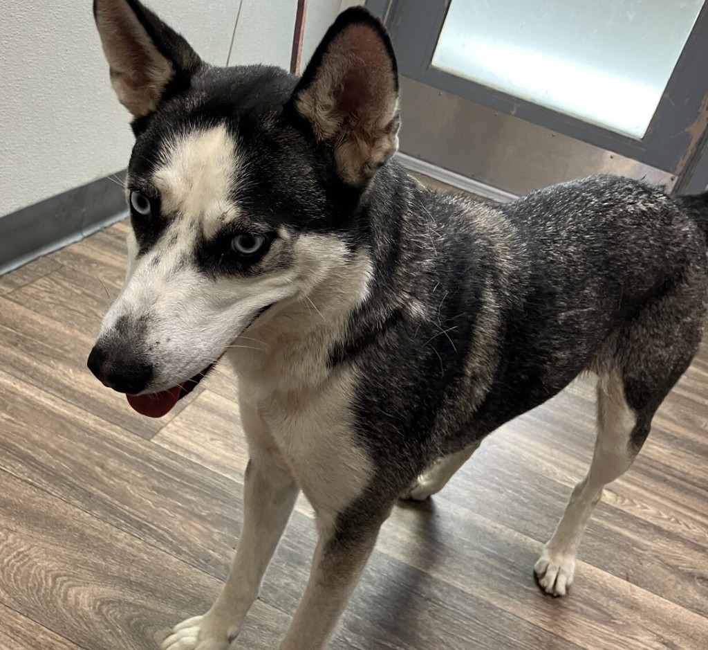 Shelter Stray Female Dog last seen Lockford Avenue, San Diego, CA, 92139, 5500 Gaines St, San Diego, CA 92110, USA