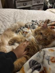 Lost Male Cat last seen Anchor’s Landing Neighborhood, Granite Falls, NC 28630
