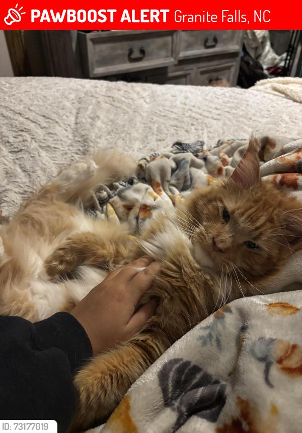Lost Male Cat last seen Anchor’s Landing Neighborhood, Granite Falls, NC 28630