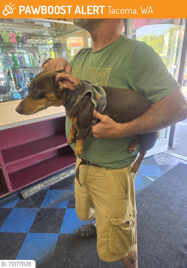 Found/Stray Female Dog last seen 45th and pacific ave, Tacoma, WA 98418