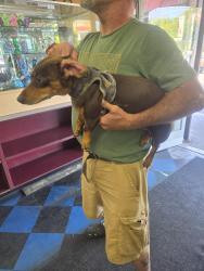 Found/Stray Female Dog last seen 45th and pacific ave, Tacoma, WA 98418
