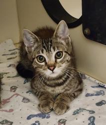 Shelter Stray Male Cat last seen Near Abador Road, San Diego, CA, 92154, 5500 Gaines St, San Diego, CA 92110, USA