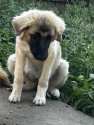 Found/Stray Female Dog last seen Forest ln and Marsh ln, Dallas, TX 75248