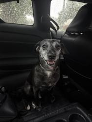 Reunited Male Dog last seen Durbridge Trail Dr, Houston, TX 77065, USA, Houston, TX 77065